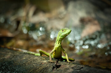 Double crested basilisk / Green basilisk lizard (Basiliscus plumifrons), Costa Rica 