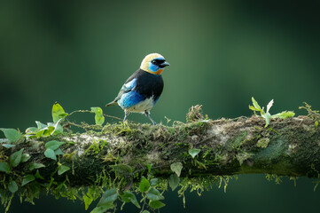 Golden-hooded tanager (Stilpnia larvata) on a perch, Costa Rica