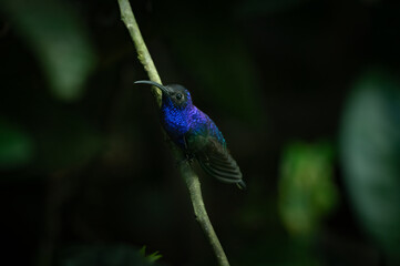 Violet sabrewing (Campylopterus hemileucurus), Costa Rica