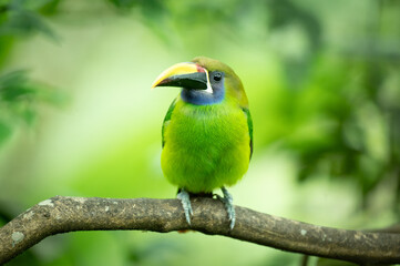 Portrait of an Emerald toucanet (Aulacorhynchus prasinus), Costa Rica