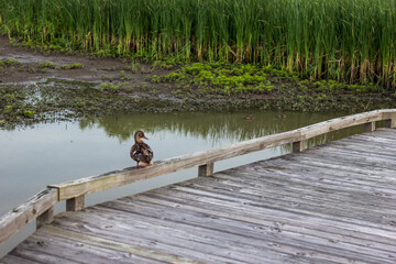 Ducks, Glacier Ridge Metro Park, Dublin, Ohio