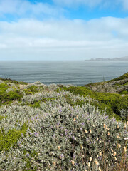 California coast with views on the waters of the bay on the bright day. Bushes and flowers of the West Coast nature in front of the lightly cloud skies. Waves of the Pacific Ocean waters of the bay.