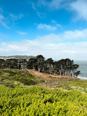 California coast with views on the waters of the bay on the bright day. Bushes and flowers of the West Coast nature in front of the lightly cloud skies. Waves of the Pacific Ocean waters of the bay.