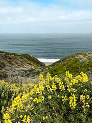 California coast with views on the waters of the bay on the bright day. Bushes and flowers of the West Coast nature in front of the lightly cloud skies. Waves of the Pacific Ocean waters of the bay.
