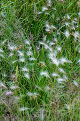 Grasses, Glacier Ridge Metro Park, Dublin, Ohio