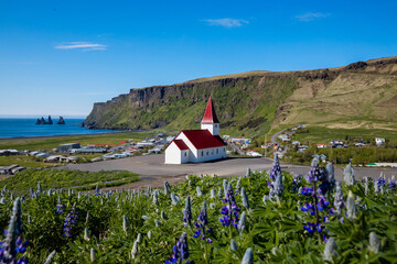 Vik church with blooming lupines and dramatic cliffs in Iceland on a sunny day