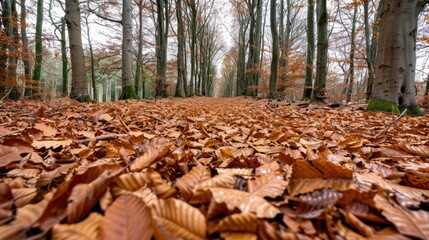Obraz premium Calm forest with a canopy of leaves