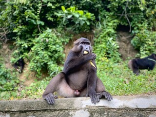 Wild Endemic Sulawesi Monkeys in a Coffee Plantation Forest.