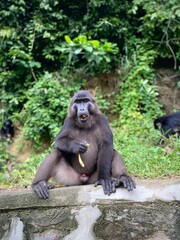 Wild Endemic Sulawesi Monkeys in a Coffee Plantation Forest.