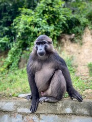 Wild Endemic Sulawesi Monkeys in a Coffee Plantation Forest.