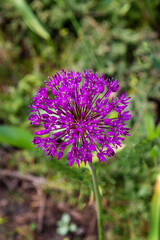 Tien Shan dandelion flower on a background of greenery on a clear sunny day. Plants flora agriculture landscaping ecology.