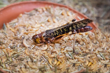 A giant brown locust sitting in a pile of larvae. Wildlife fauna insects.