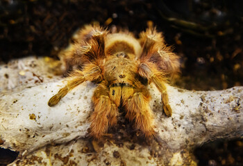 A light-colored Nandu spider (Brazilian Giant Bronze) sitting on a tree branch. Wildlife fauna insects.