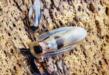 A giant cockroach sitting on the bark of a tree. Wildlife fauna insects.