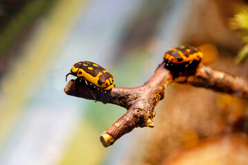 Insects are three-spotted bronze and African with beautiful yellow spots sitting on a tree branch. Wildlife fauna insects.