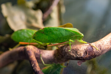 A green phyllophore grasshopper sitting on a tree branch. Wildlife fauna insects.