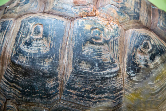 The shell of a black elephant turtle with various stripes and geometric shapes. Marine life, exotic fish, subtropics.
