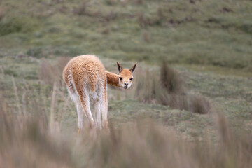 Vicunas on the slopes of Chimborazo, Ecuador