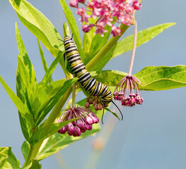 Obraz premium A Monarch butterfly caterpillar feeding on a milkweed plant in the wild.