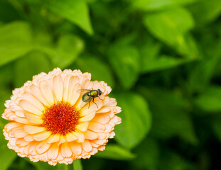 Fly sitting on flower