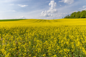 Obraz premium Rapsfeld