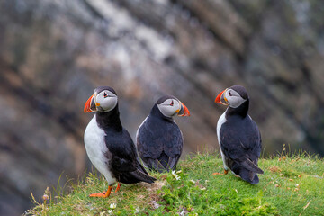 Cute and colourful Puffins at the Submurgh Head on Shetland Islands, Scotland
