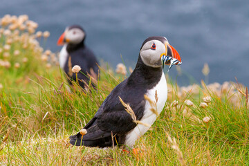Cute and colourful Puffins at the Submurgh Head on Shetland Islands, Scotland