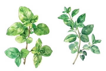 Hand Drawn Watercolor Oregano and Marjoram Herbs Set. Culinary Illustration of Aromatic Ingredients for Healthy Cooking