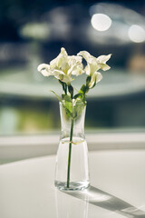 Delicate fresh white lily flowers in a beautiful simple transparent glass vase on the table against the background of a defocused window with space to copy. High quality photo