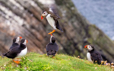 Cute and colourful Puffins at the Submurgh Head on Shetland Islands, Scotland