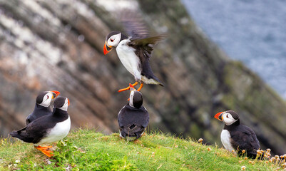 Cute and colourful Puffins at the Submurgh Head on Shetland Islands, Scotland