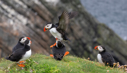 Cute and colourful Puffins at the Submurgh Head on Shetland Islands, Scotland