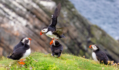 Cute and colourful Puffins at the Submurgh Head on Shetland Islands, Scotland