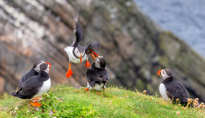 Cute and colourful Puffins at the Submurgh Head on Shetland Islands, Scotland