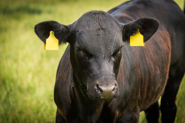 black angus calf portrait head photo