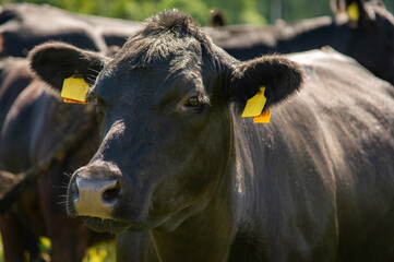 black angus cow portrait
