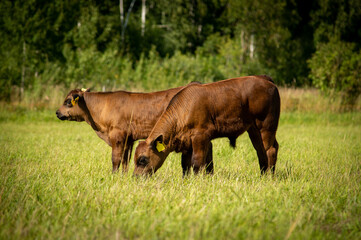 black angus calves