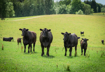 black angus cows on pasture