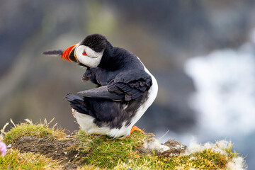 Cute and colourful Puffins at the Submurgh Head on Shetland Islands, Scotland