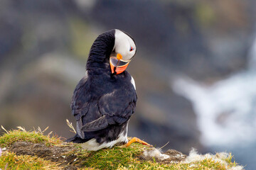 Cute and colourful Puffins at the Submurgh Head on Shetland Islands, Scotland