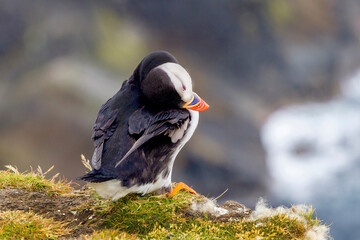 Cute and colourful Puffins at the Submurgh Head on Shetland Islands, Scotland