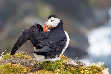 Cute and colourful Puffins at the Submurgh Head on Shetland Islands, Scotland