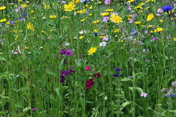 Blumenwiese als Lebensraum für Bienen und Insekten