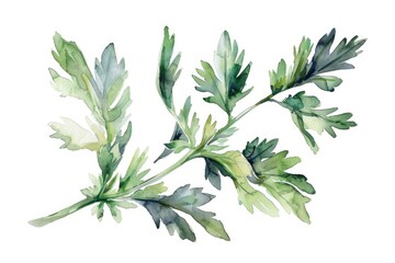 Fototapeta premium Natural Medicine: Hand-Drawn Watercolor Wormwood Sprig for Herbal Health Therapy
