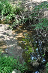 Fototapeta premium Stream