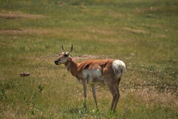 Beautiful Pronghorn Doe Grazing on Summer Grasses