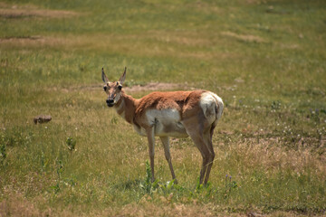Looking Directly into the Face of a Pronghorn Doe