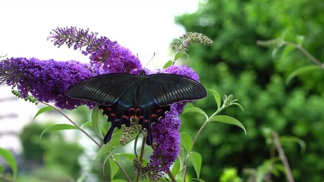 Papilio maackii perching on the Buddleja davidii

