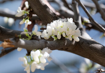 Cercis, or Judas tree (Cercis siliquastrum)