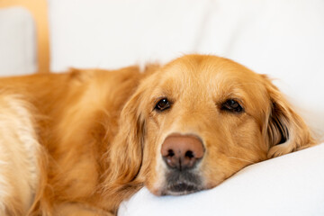 Golden Retriever’s Serene Rest. A gentle golden retriever resting its head peacefully on a soft...
